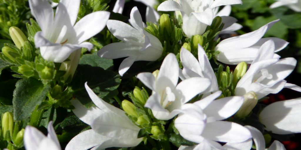 Die Glockenblume gibt es auch mit strahlend weißen Blüten