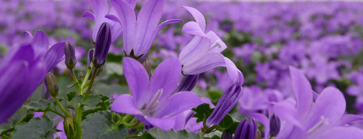 Campanula bringen eine Vielzahl von Blüten hervor