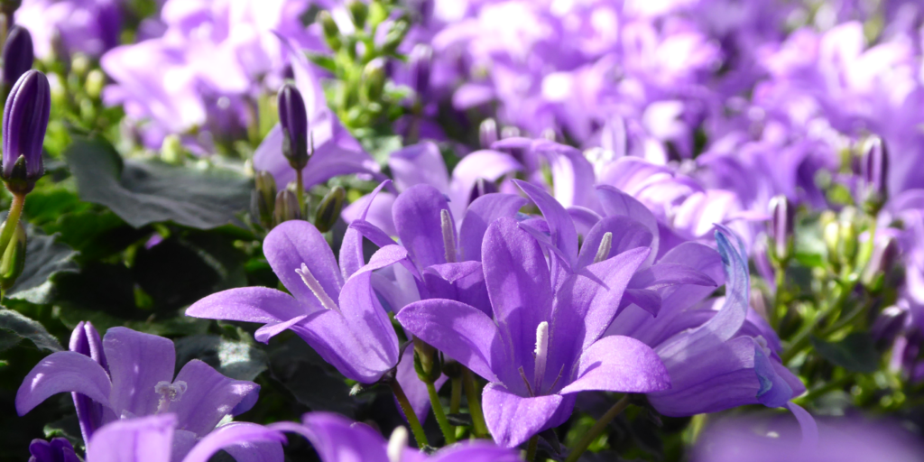 Die Blüten der Campanula strahlen an verschiedensten Standorten.