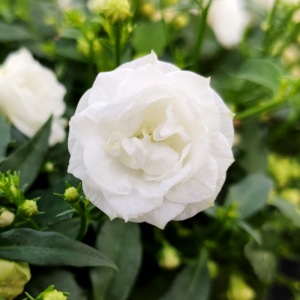 Gefüllte Glockenblume muten wie kleine Röschen an.