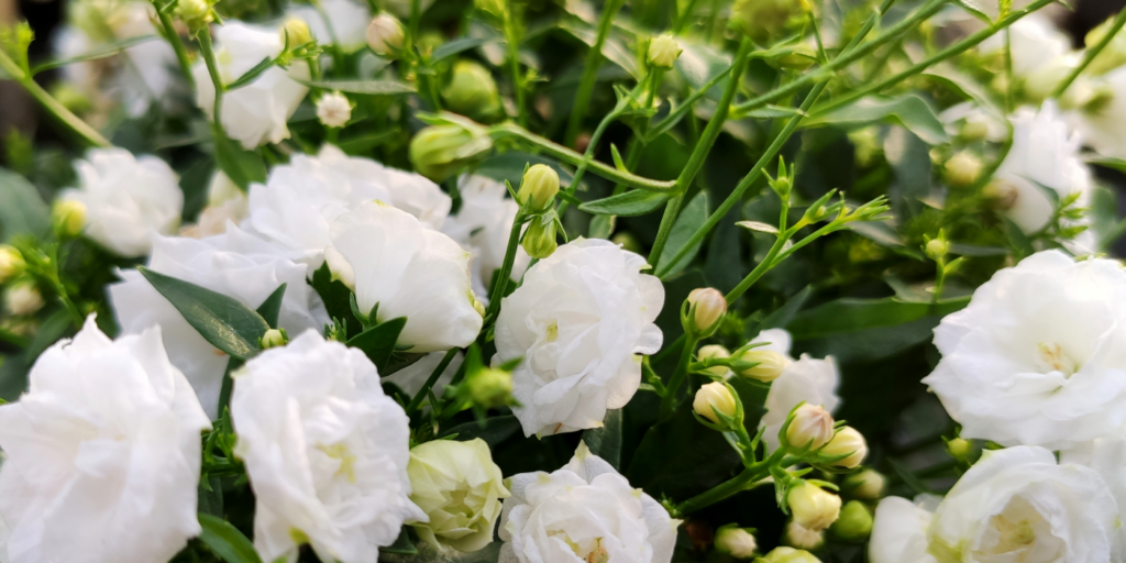 Wer bei der Pflege der Campanula das wichtigste beachtet wird belohnt.