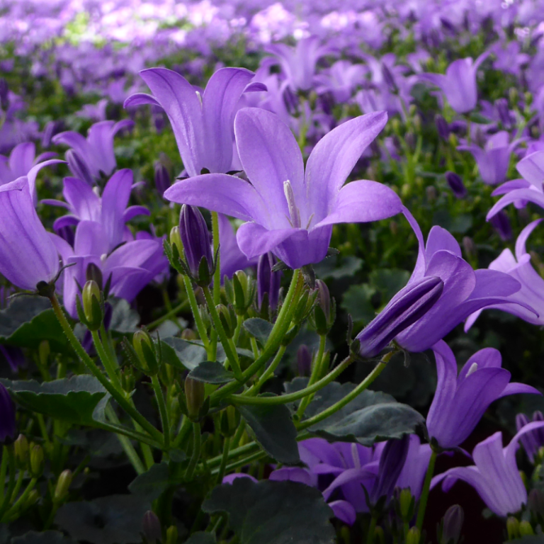 Pflege der Campanula einfach mit 6 Tipps Campanula.de